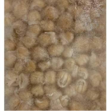 【八通食品】龍珠／專營餐廳、嚴選食材／挑戰最低價／魷魚嘴／炸物／魷魚羹／現炒／海鮮-細節圖3