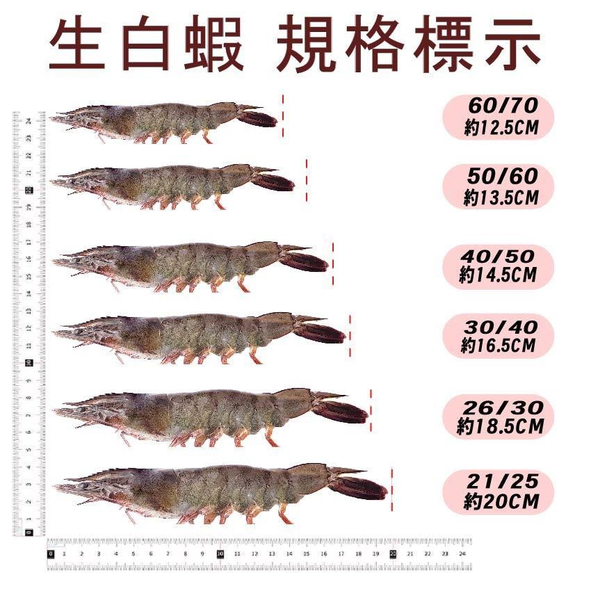 【八通食品】活凍生白蝦 ／專營餐廳、嚴選食材／挑戰最低價／海鮮／水產／白蝦-細節圖2