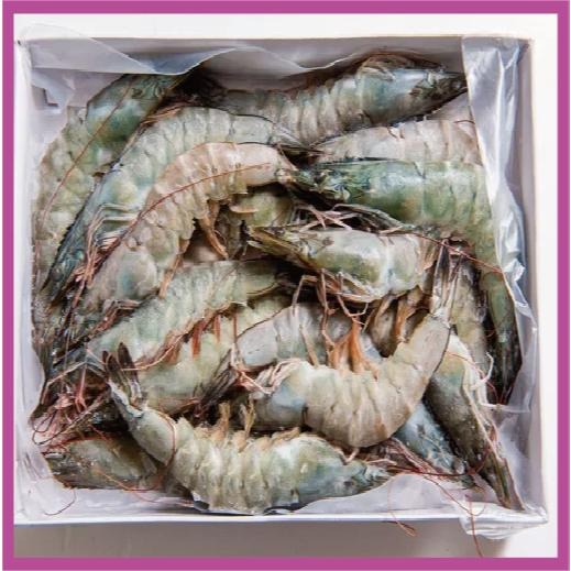 【八通食品】活凍生白蝦 ／專營餐廳、嚴選食材／挑戰最低價／海鮮／水產／白蝦-細節圖3