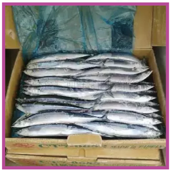 【八通食品】秋刀魚1號 2號 10Kg／專營餐廳、嚴選食材／挑戰最低價／秋刀魚／日料／燒烤-細節圖2