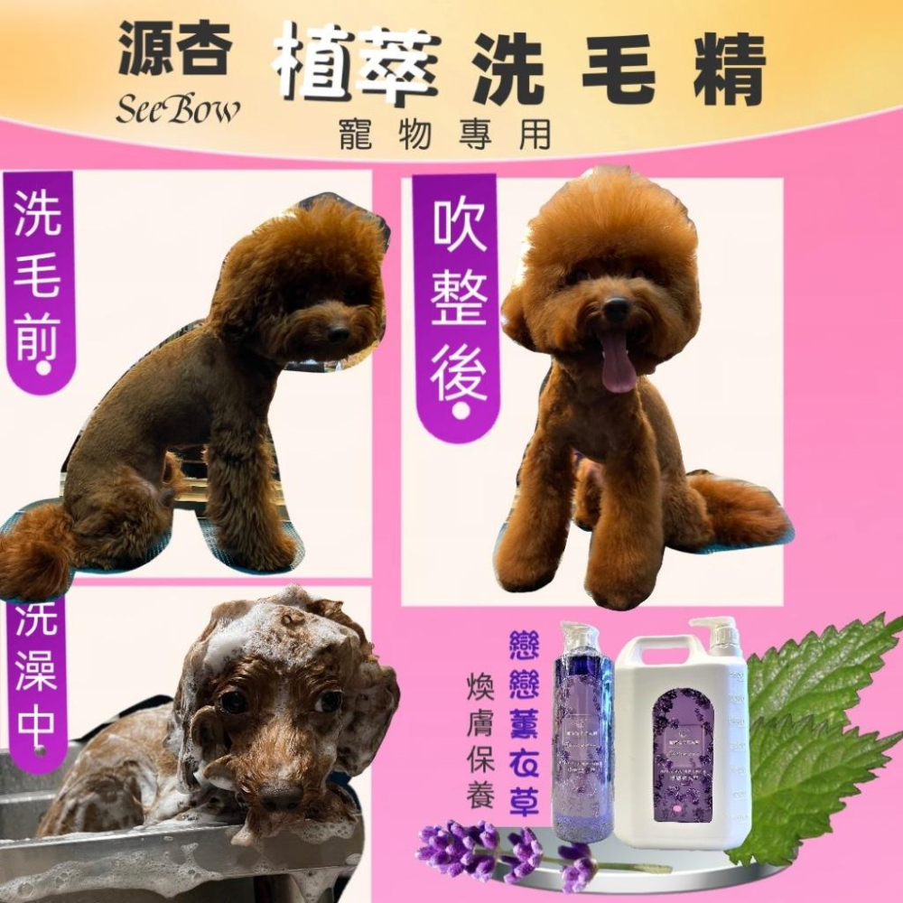 👍四寶的店👍附發票~超大容量《源杏 植萃 全效 1050ml/瓶 附壓頭》好沖洗 犬 貓 專業洗毛精-細節圖5