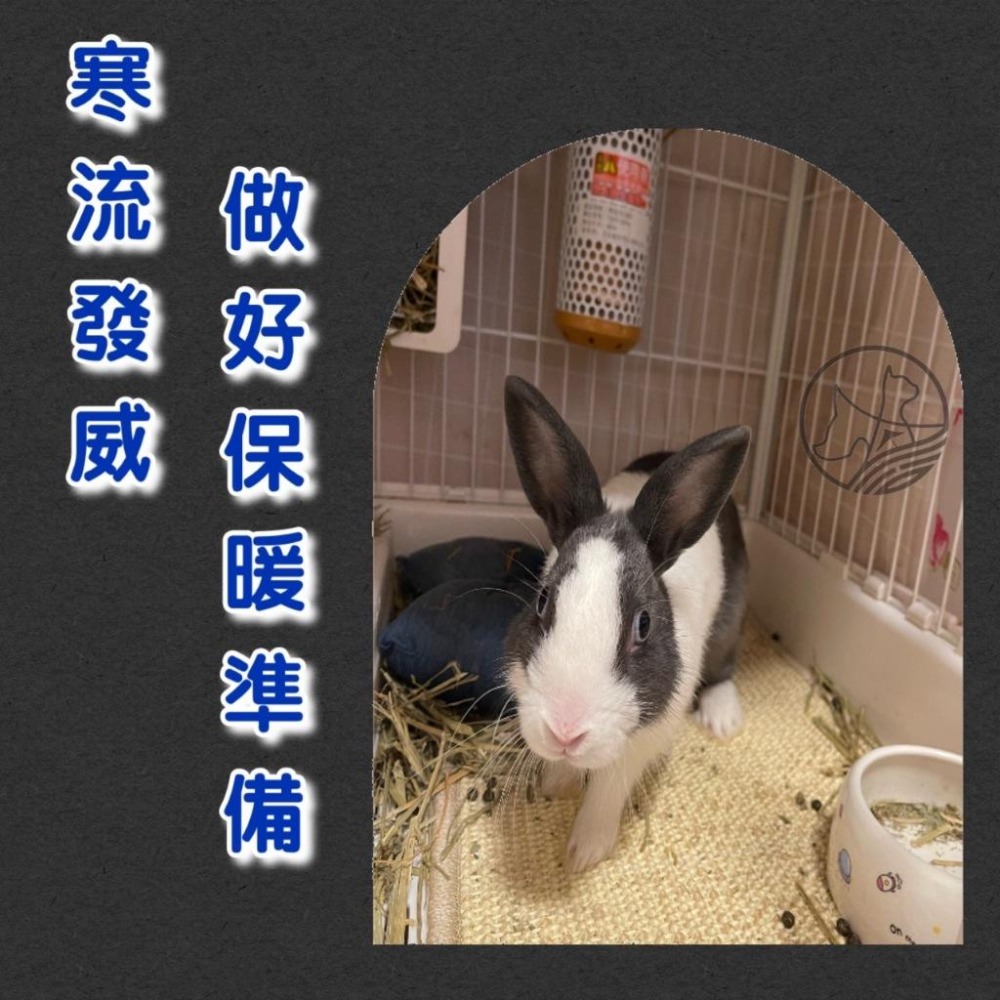 智能定時溫控✪四寶的店✪MS.PET《陶瓷保溫燈組100W燈罩+燈泡》寵物 鳥 鸚鵡 鼠兔 小動物 犬 貓 狗 保溫燈-細節圖7