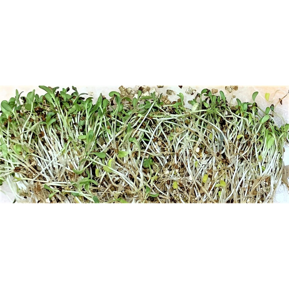 ✪四寶的店✪源杏 輕鬆玩苜蓿 一盆 栽培盒 精心挑選優質種子 貓草 DIY 辦公室桌面 生態果蔬植物種子 犬 狗 貓草-細節圖4