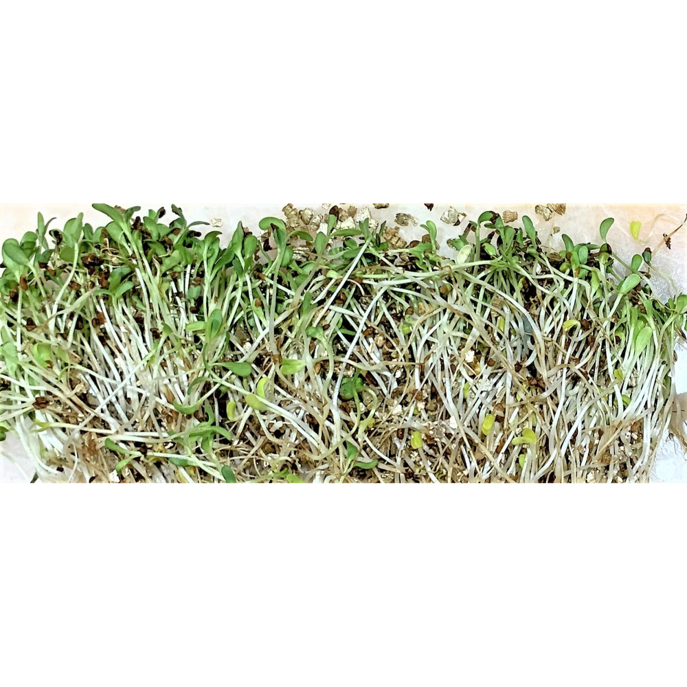 草上杯 源杏 濾掛式苜蓿草 一包裝 精心挑選優質種子 DIY 辦公室 桌面 生態 蔬食 植物-細節圖3