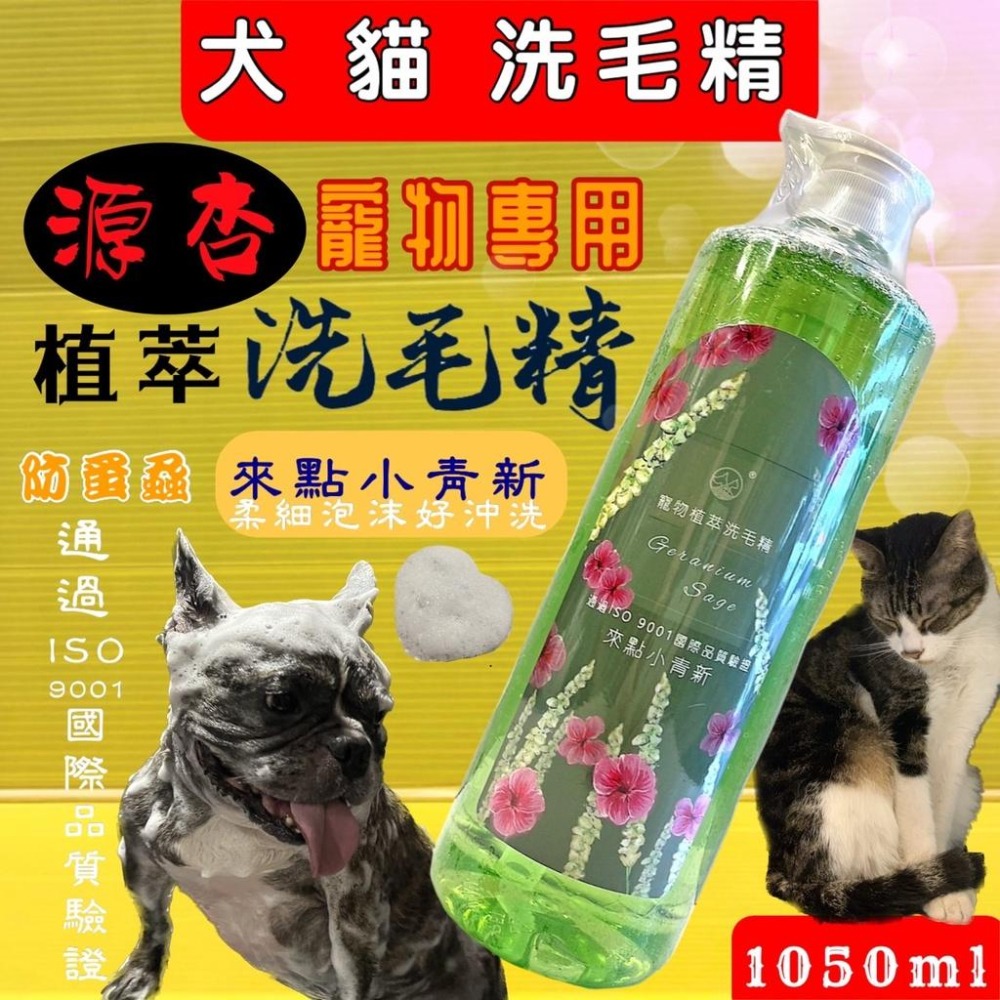 超大瓶 源杏 植萃洗毛精 來點小青新 防蚤蝨系列 1050ml/瓶《犬 貓 狗 專用》 寵物專用 沐浴 乳-細節圖2