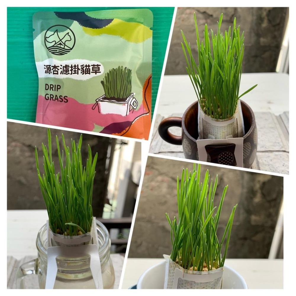 源杏 濾掛式 貓草 精心挑選優質種子 DIY 愛貓嚴選 交換禮物 濾掛貓草 烏龜 兔草 小鳥-細節圖5