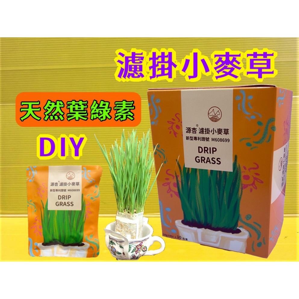DIY 濾掛式 源杏 小麥草 養生 草本 優質 種植盒組 辦公觀賞盆栽 貓 狗 兔 自己種才安心-細節圖2