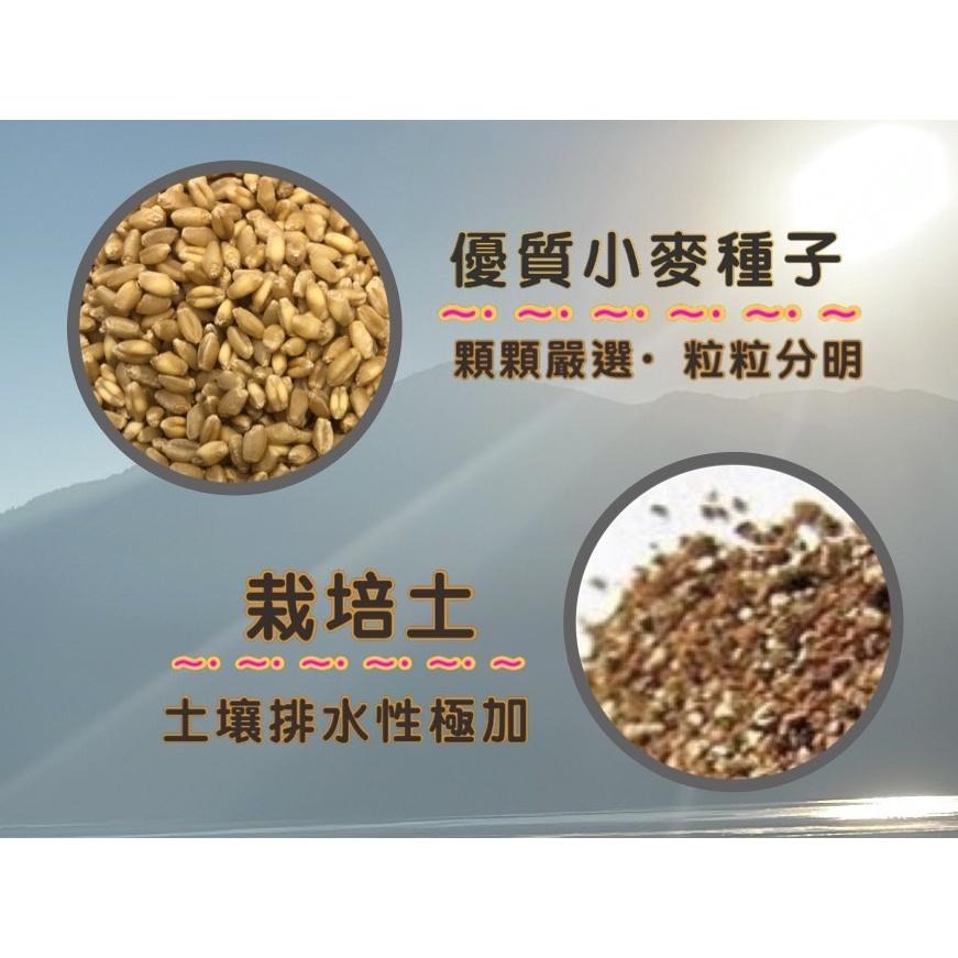 DIY 濾掛式 源杏 小麥草 養生 草本 優質 種植盒組 辦公觀賞盆栽 貓 狗 兔 自己種才安心-細節圖3