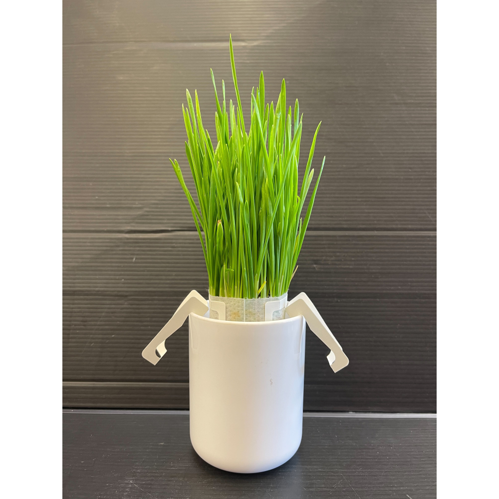 DIY 濾掛式 源杏 小麥草 養生 草本 優質 種植盒組 辦公觀賞盆栽 貓 狗 兔 自己種才安心-細節圖6