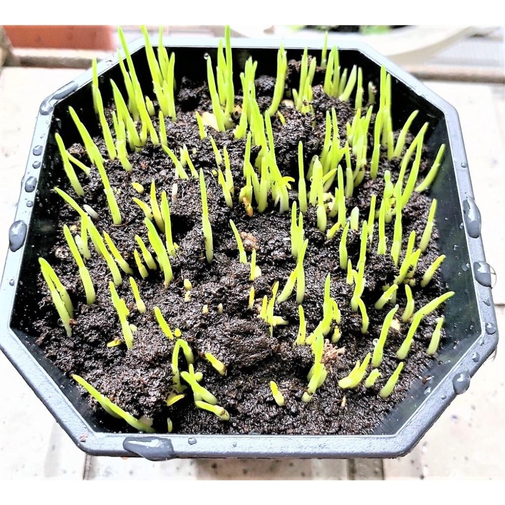 源杏 輕鬆玩 小麥草 一盒2盆入 DIY 草本 優質小 蔬菜麥苗 葉綠素 種植盒 辦公觀賞盆栽 高發芽率-細節圖5