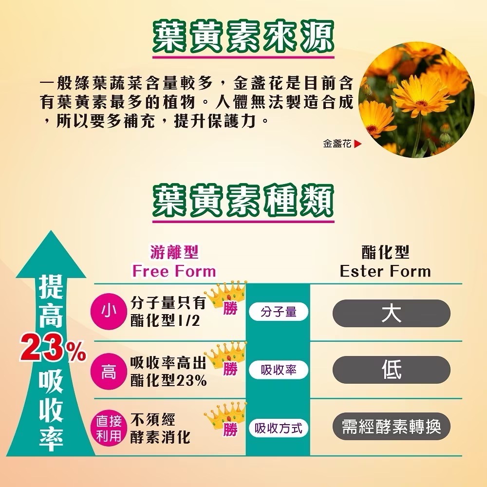 ￼普頓 🔥美國 高單位葉黃素 【 市售最高 含量30mg 葉黃素 + 蝦紅素 】 游離型葉黃素 花青素 金盞花 晶亮保-細節圖2