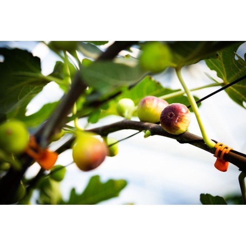 產季微果量免運中❣️有機無花果鮮果產地直送👩‍🌾通過381項農藥零檢出✔️SGS檢驗有機栽培✔️溫室種植-細節圖7