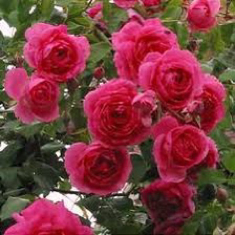 【植株美 請把握！】大遊行 Parade 7-8吋盆 抗病性佳 四季開 強健 耐寒耐熱 玫瑰花-細節圖3