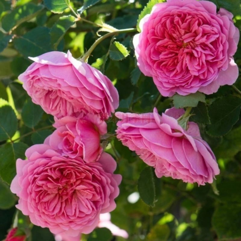 肯特公主 Princess Alexandra of Kent 花朵碩大/杯狀/古典玫瑰花型-細節圖2