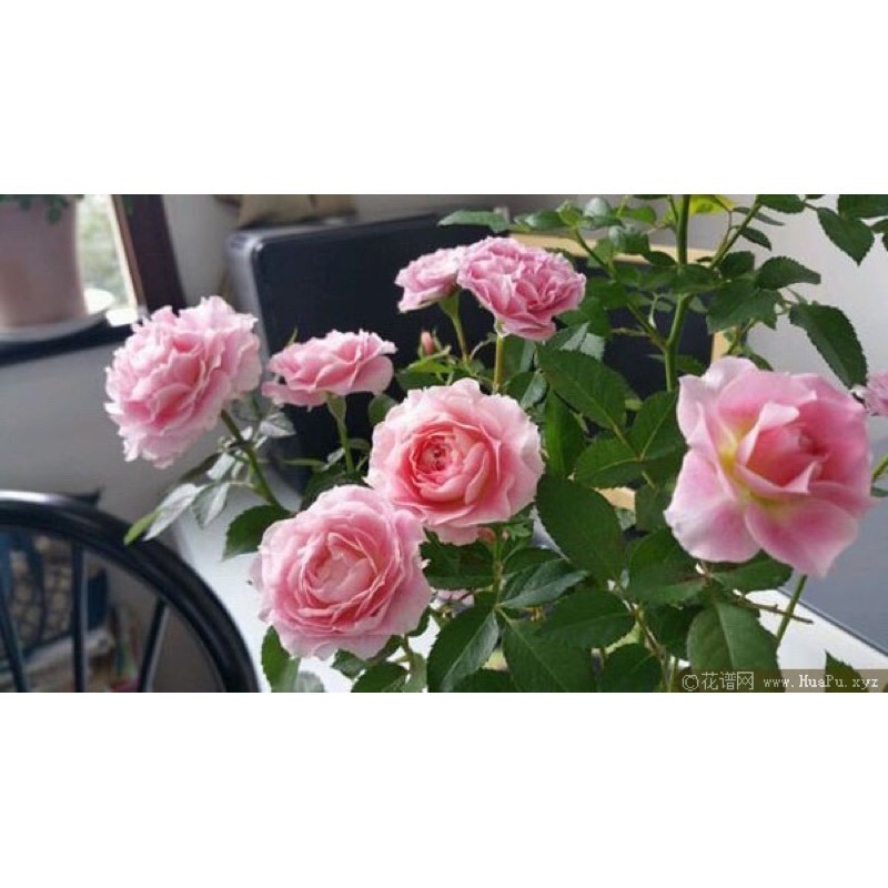 海神王陽台 陽台族必收 永遠矮壯 四季開 荷蘭玫瑰 茶香-細節圖4