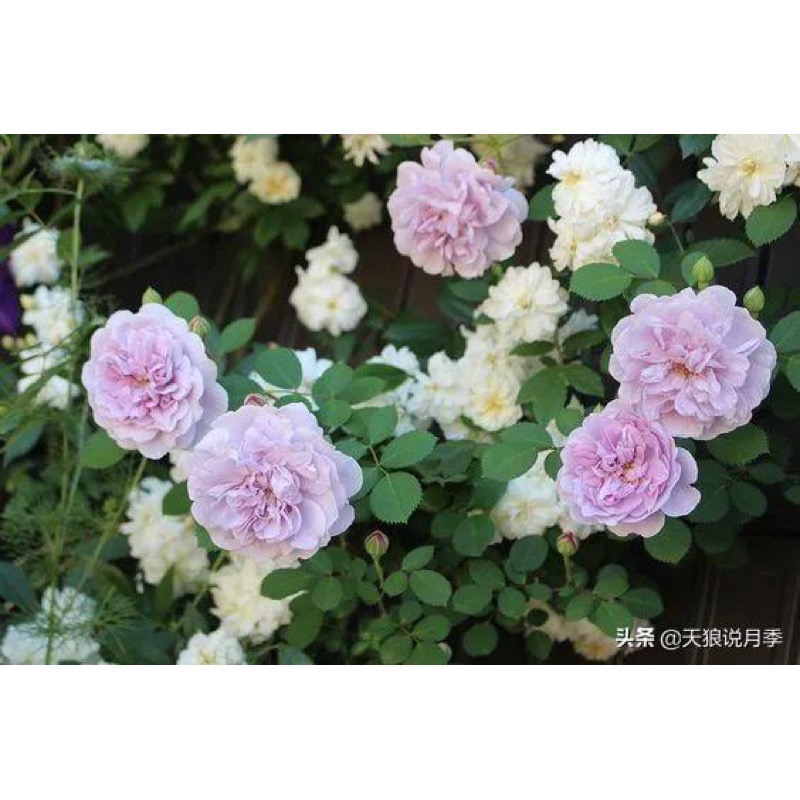 【植株美 請把握】藍雨 3-4吋盆｜7-8吋盆 德國玫瑰 花量大/蔓性/中輪/耐熱/抗病性強/微香/花量大-細節圖3