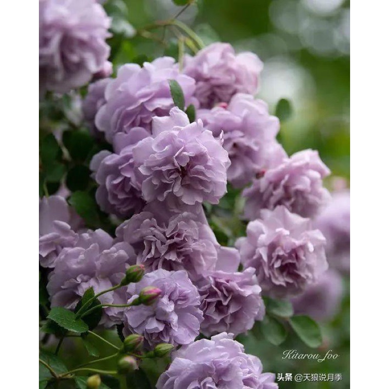 【植株美 請把握】藍雨 3-4吋盆｜7-8吋盆 德國玫瑰 花量大/蔓性/中輪/耐熱/抗病性強/微香/花量大-細節圖4