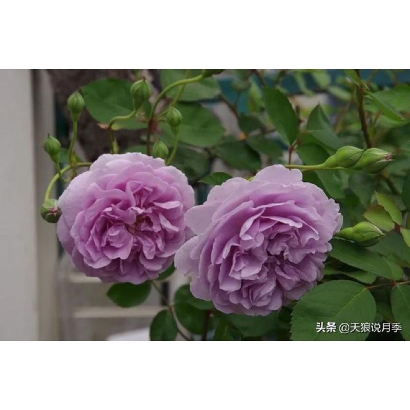 【植株美 請把握】藍雨 3-4吋盆｜7-8吋盆 德國玫瑰 花量大/蔓性/中輪/耐熱/抗病性強/微香/花量大-細節圖5