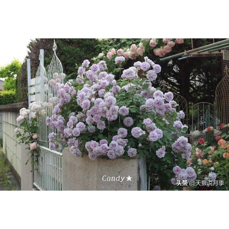 【植株美 請把握】藍雨 3-4吋盆｜7-8吋盆 德國玫瑰 花量大/蔓性/中輪/耐熱/抗病性強/微香/花量大-細節圖6