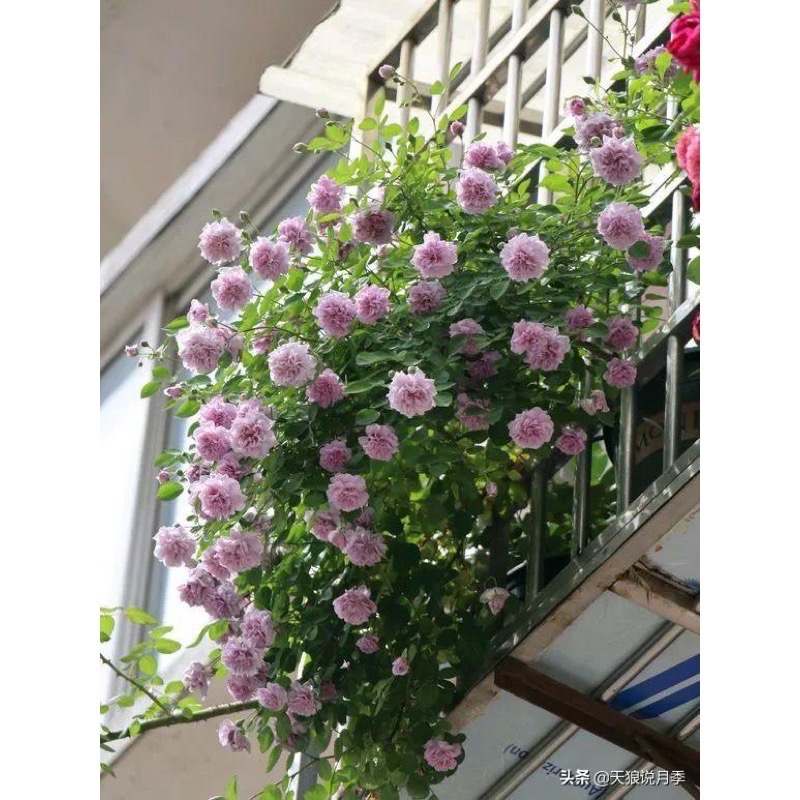 【植株美 請把握】藍雨 3-4吋盆｜7-8吋盆 德國玫瑰 花量大/蔓性/中輪/耐熱/抗病性強/微香/花量大-細節圖7