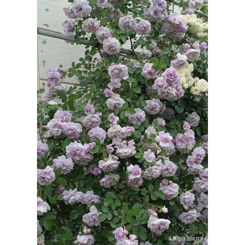 【植株美 請把握】藍雨 3-4吋盆｜7-8吋盆 德國玫瑰 花量大/蔓性/中輪/耐熱/抗病性強/微香/花量大-細節圖8