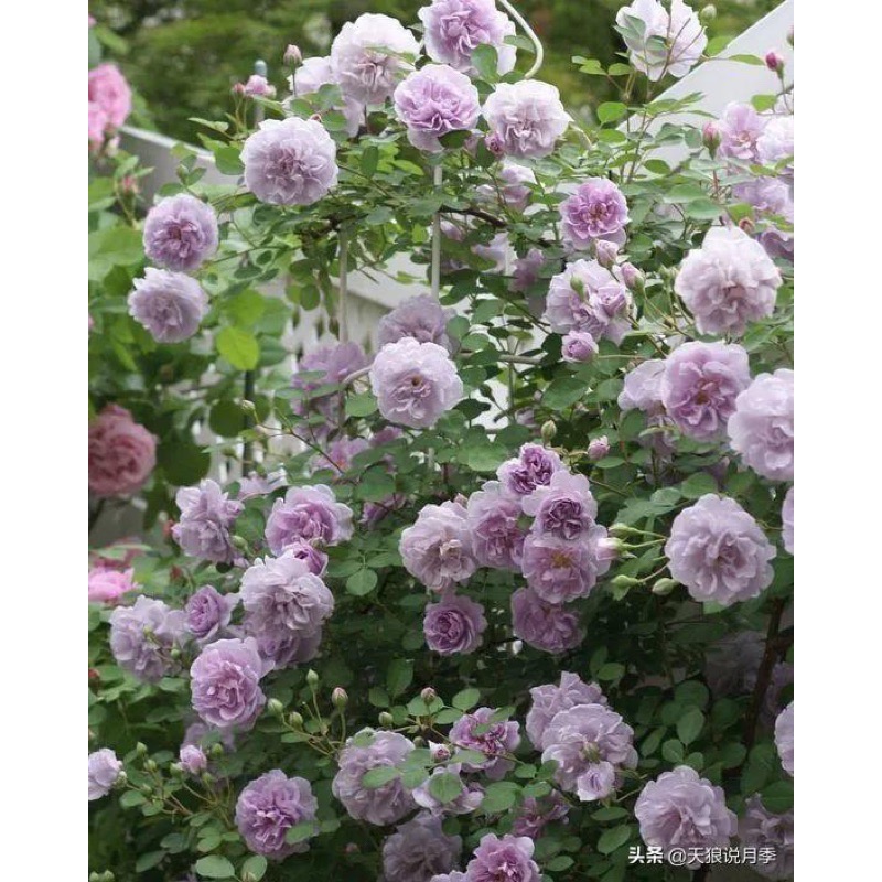 【植株美 請把握】藍雨 3-4吋盆｜7-8吋盆 德國玫瑰 花量大/蔓性/中輪/耐熱/抗病性強/微香/花量大-細節圖9