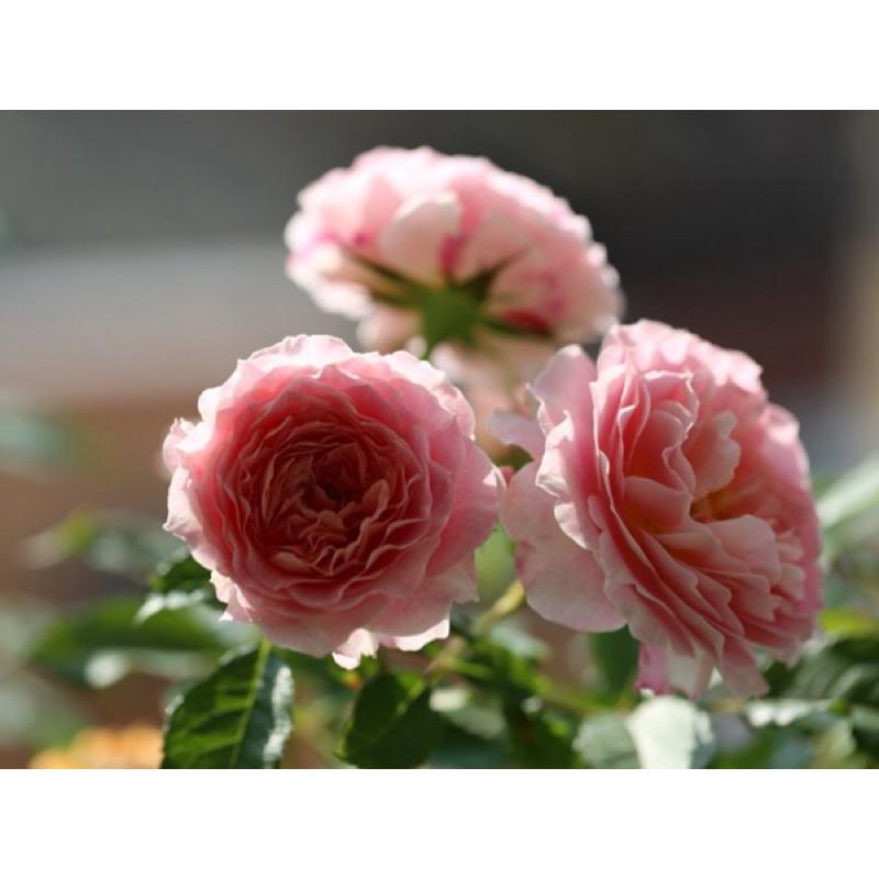 海神王陽台 陽台族必收 永遠矮壯 四季開 荷蘭玫瑰 茶香-細節圖2