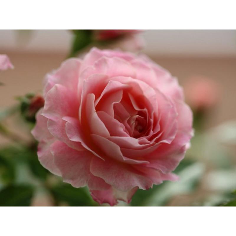 海神王陽台 陽台族必收 永遠矮壯 四季開 荷蘭玫瑰 茶香-細節圖3