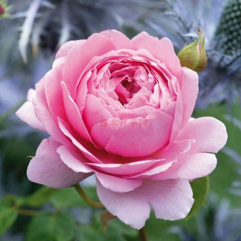 肯特公主 Princess Alexandra of Kent 花朵碩大/杯狀/古典玫瑰花型-細節圖3
