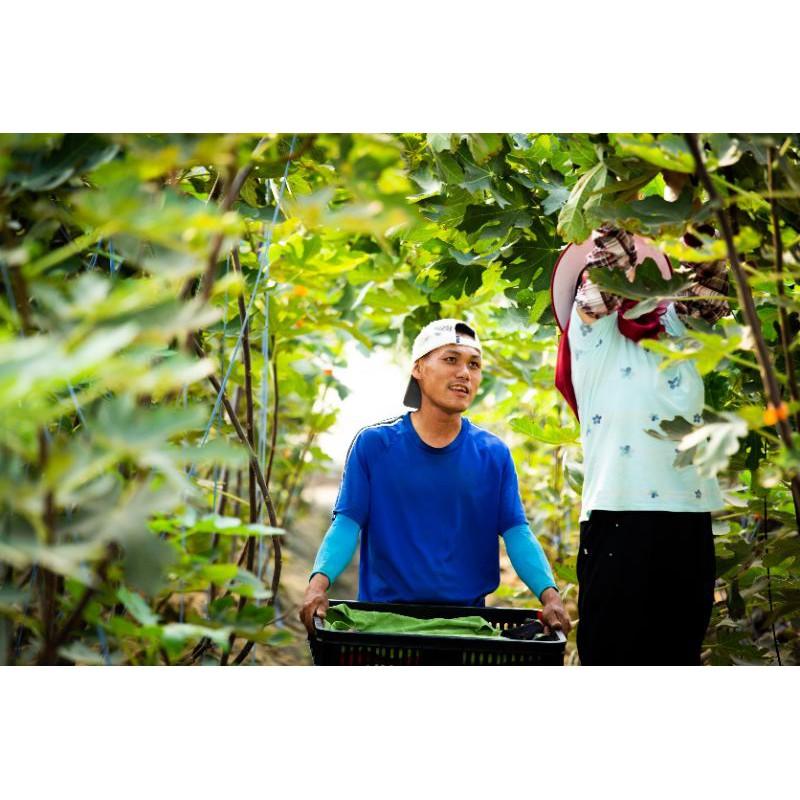 產季微果量免運❣️有機無花果產地直送👩‍🌾通過381項農藥零檢出✔️SGS檢驗有機栽培✔️溫室種植-細節圖5