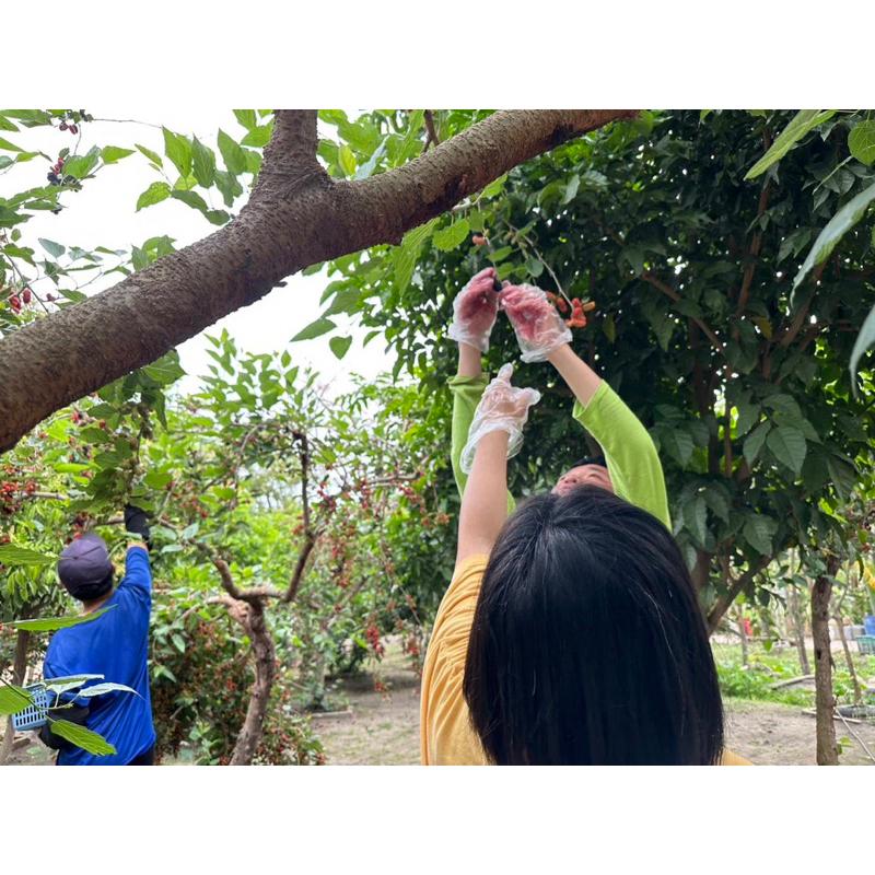 ❣️桑椹產地直送❣️自然農法 無毒栽種 草生栽培-細節圖2