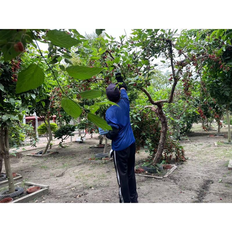 ❣️桑椹產地直送❣️自然農法 無毒栽種 草生栽培-細節圖3