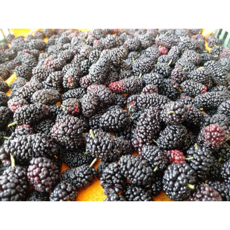 ❣️桑椹產地直送❣️自然農法 無毒栽種 草生栽培-細節圖4