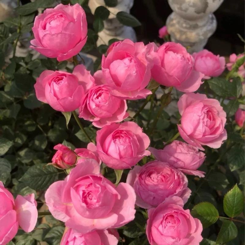 鈴之妖精🧚‍♀️7-8吋盆 花量大！灌木 豐花 四季開 適合新手！法國玫瑰🇫🇷-細節圖2