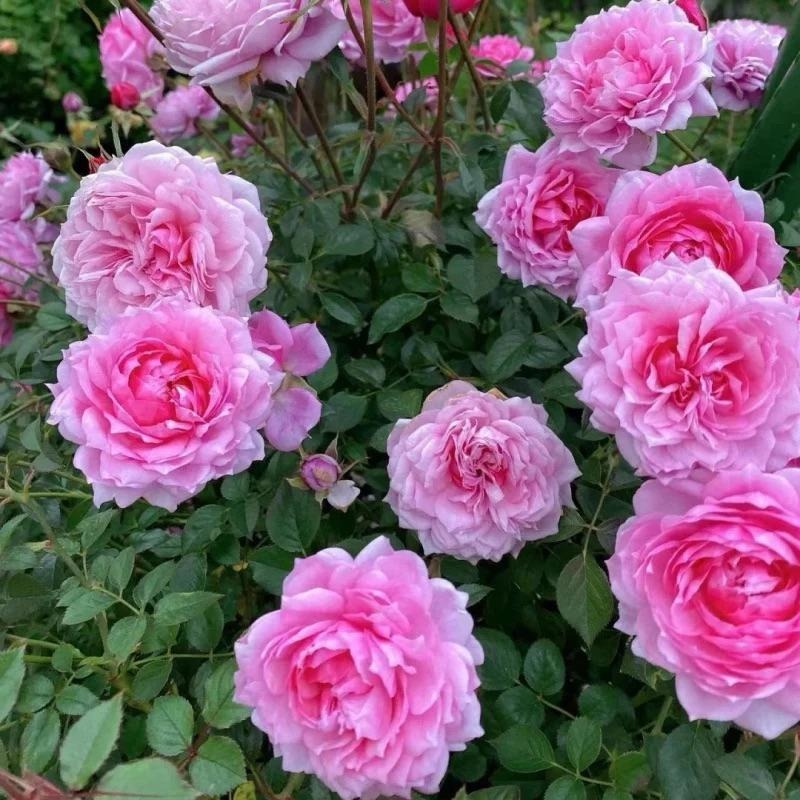 鈴之妖精🧚‍♀️7-8吋盆 花量大！灌木 豐花 四季開 適合新手！法國玫瑰🇫🇷-細節圖3