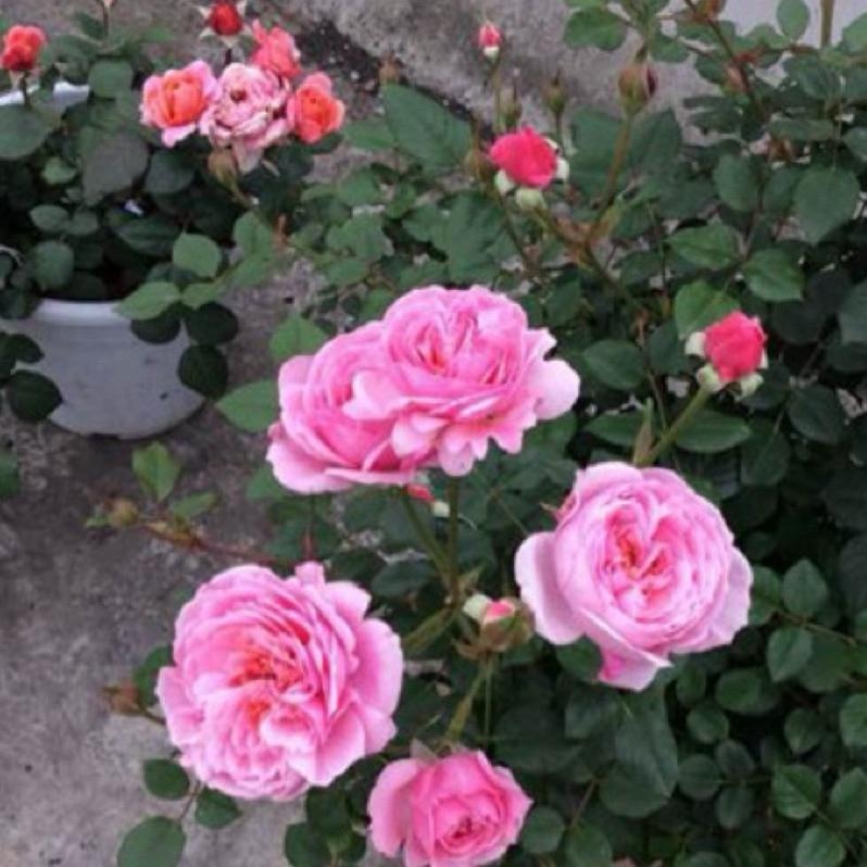 鈴之妖精🧚‍♀️7-8吋盆 花量大！灌木 豐花 四季開 適合新手！法國玫瑰🇫🇷-細節圖4