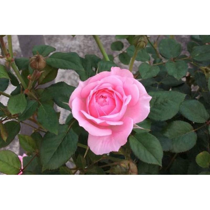 鈴之妖精🧚‍♀️7-8吋盆 花量大！灌木 豐花 四季開 適合新手！法國玫瑰🇫🇷-細節圖6