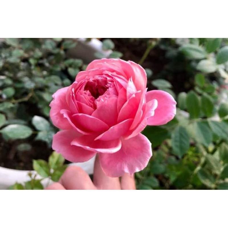 鈴之妖精🧚‍♀️7-8吋盆 花量大！灌木 豐花 四季開 適合新手！法國玫瑰🇫🇷-細節圖5