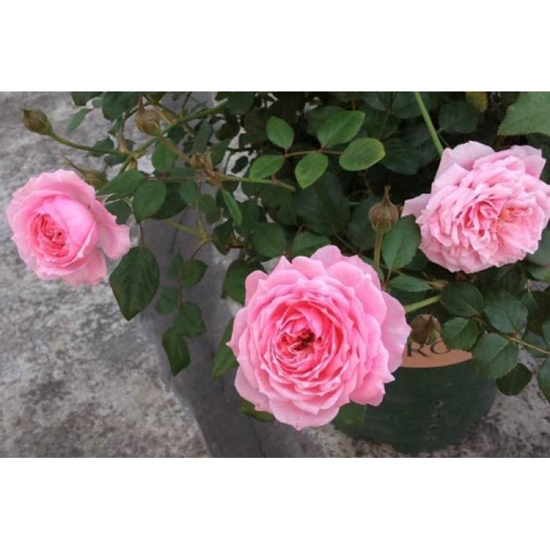 鈴之妖精🧚‍♀️7-8吋盆 花量大！灌木 豐花 四季開 適合新手！法國玫瑰🇫🇷-細節圖7