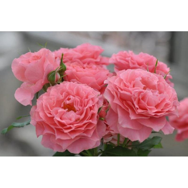 【河本系列】珊瑚果凍 Corail gelee 7-8吋盆 蔓性 藤本 適合新手 四季開/中大輪/強健/花期長-細節圖2