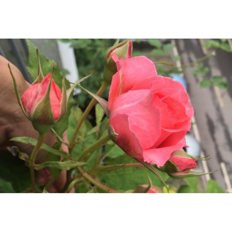 【河本系列】珊瑚果凍 Corail gelee 7-8吋盆 蔓性 藤本 適合新手 四季開/中大輪/強健/花期長-細節圖4