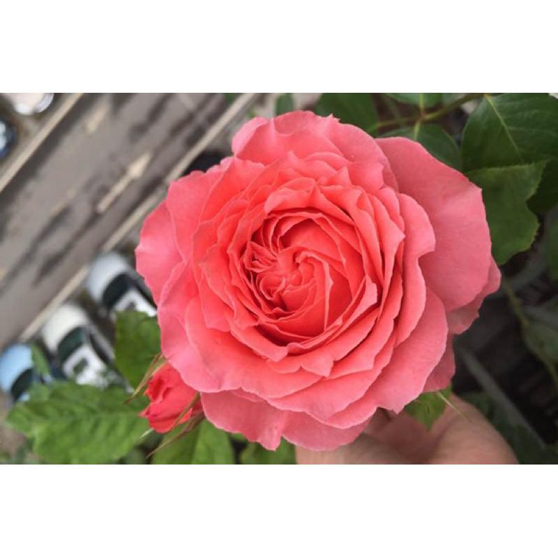 【河本系列】珊瑚果凍 Corail gelee 7-8吋盆 蔓性 藤本 適合新手 四季開/中大輪/強健/花期長-細節圖6