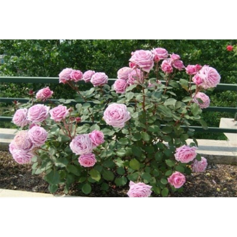 結愛 7-8吋盆 香水味 日本玫瑰 杯型包子 強香 四季開 強健品種 花量大-細節圖2