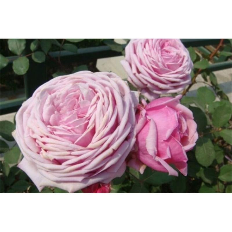 結愛 7-8吋盆 香水味 日本玫瑰 杯型包子 強香 四季開 強健品種 花量大-細節圖3