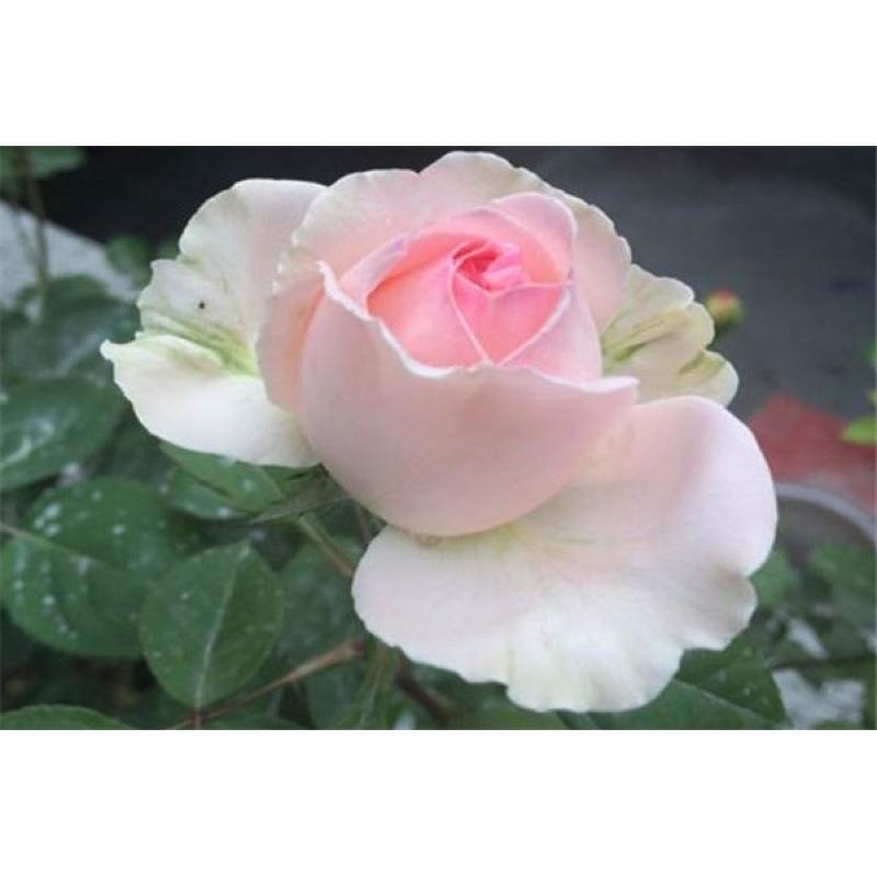 結愛 7-8吋盆 香水味 日本玫瑰 杯型包子 強香 四季開 強健品種 花量大-細節圖4