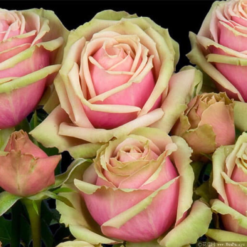 浪漫伊甸園 7-8吋盆 豐花勤花 耐開 法國玫瑰-細節圖2