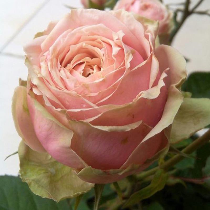 浪漫伊甸園 7-8吋盆 豐花勤花 耐開 法國玫瑰-細節圖3