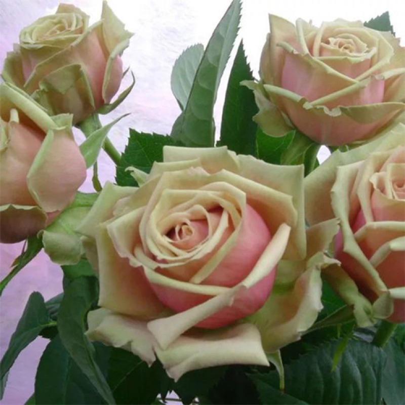 浪漫伊甸園 7-8吋盆 豐花勤花 耐開 法國玫瑰-細節圖4