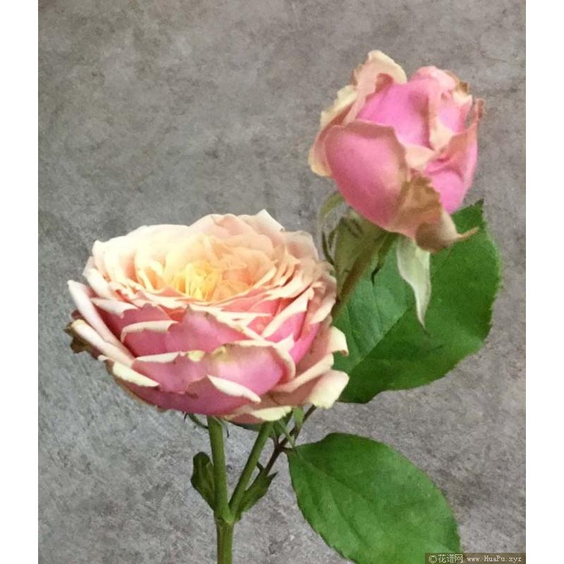 浪漫伊甸園 7-8吋盆 豐花勤花 耐開 法國玫瑰-細節圖5