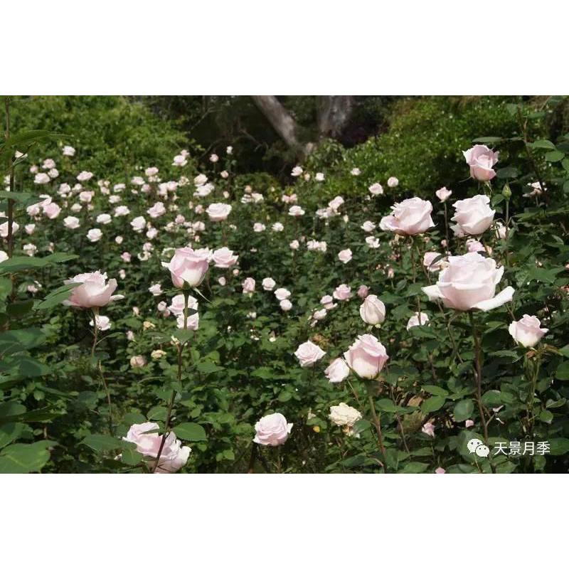 新娘之夢 7-8吋盆 花期長 中強香 德國玫瑰 適合新手-細節圖2